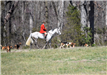 Man on a White Horse with Hunting Dogs