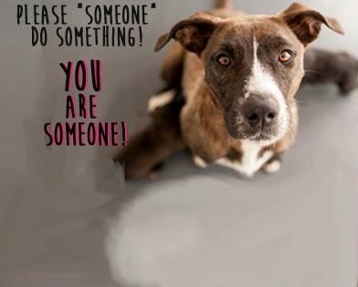 Cumberland County Animal Control on Facebook - Adopt a Pet